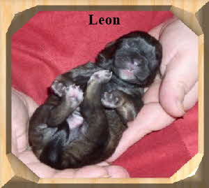 Leon der Lwe in Zobel