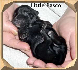 Little Basco in Rckenlage
